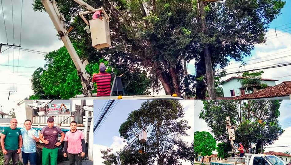 Remoção de árvores em risco de queda.