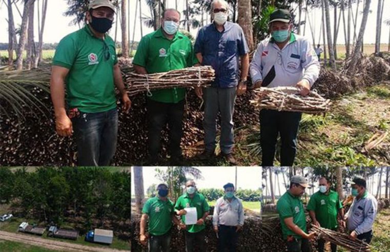 Bragança recebe 25 mil mudas de maniva.