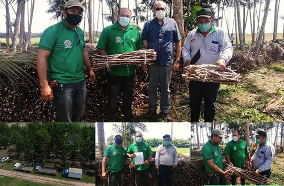 Bragança recebe 25 mil mudas de maniva.