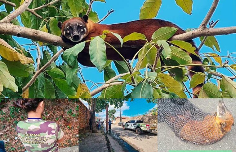 PREFEITURA DE BRAGANÇA REALIZOU SOLTURA DE QUATI.