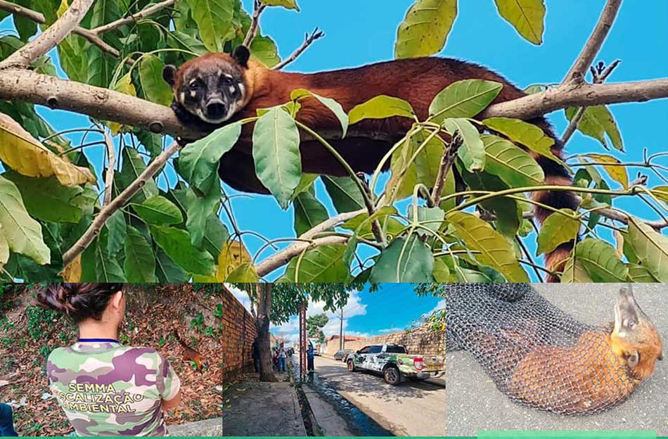 PREFEITURA DE BRAGANÇA REALIZOU SOLTURA DE QUATI.