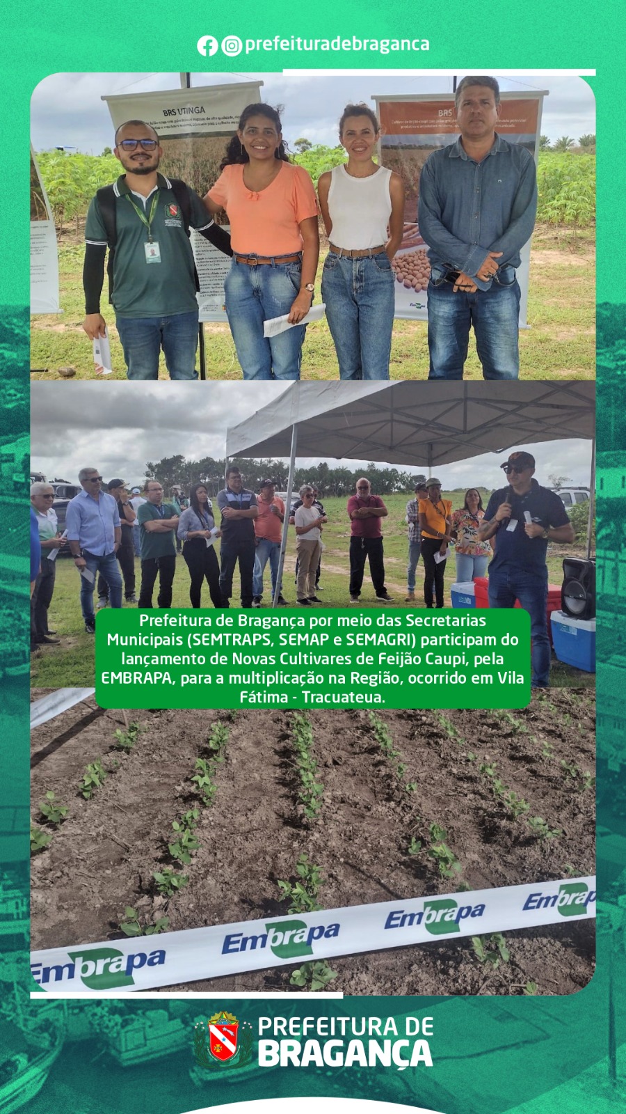 NOVOS CULTIVARES DE FEIJÃO CAUPI.