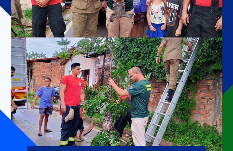SEMMA E CORPO DE BOMBEIROS REALIZAM RESGATE DE BICHO-PREGUIÇA NA VILA SINHÁ